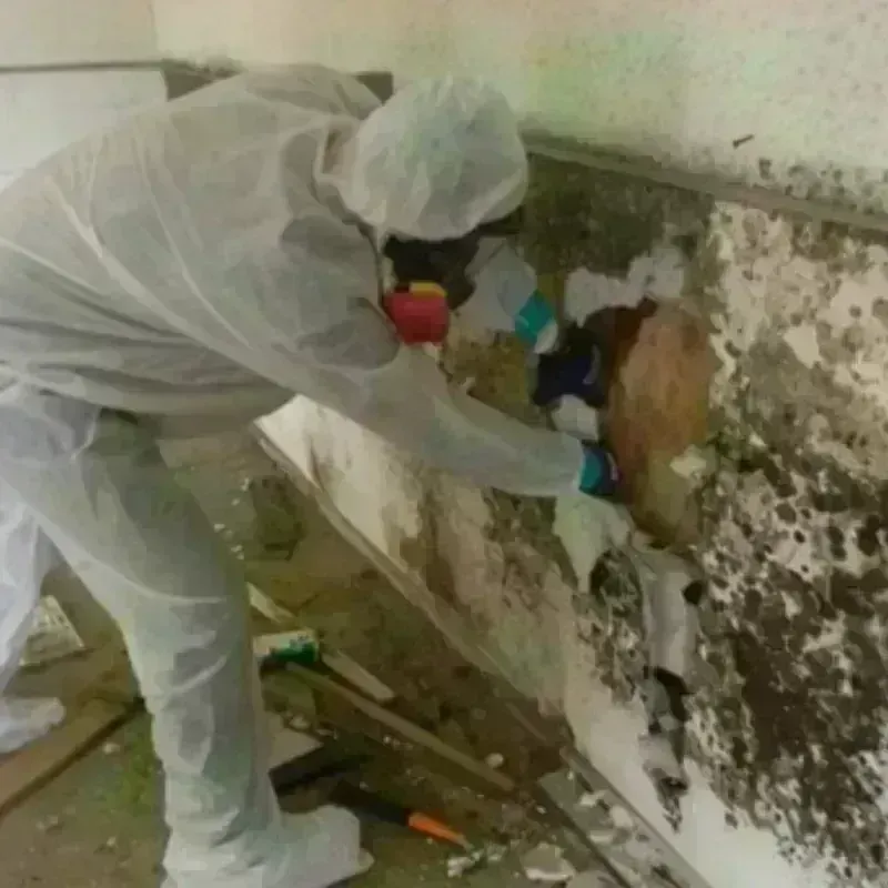 Mold Remediation and Removal in Nutter Fort, WV